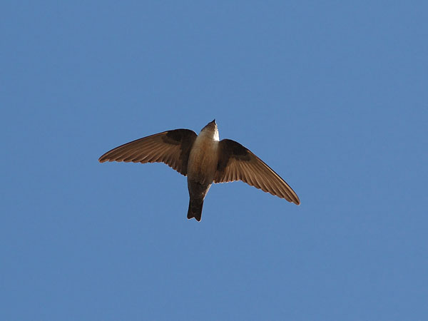 Kalliopääsky, Eurasian Crag Martin, Ptyonoprogne rupestris